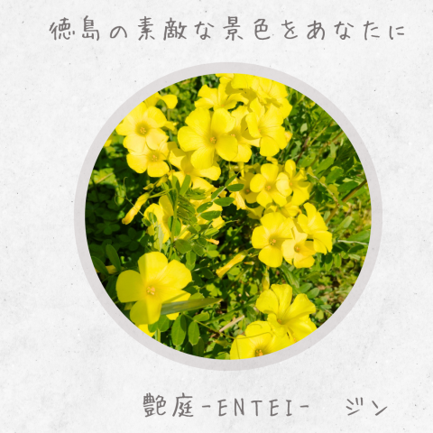 日常に自然の癒しを✨ ジンの投稿画像