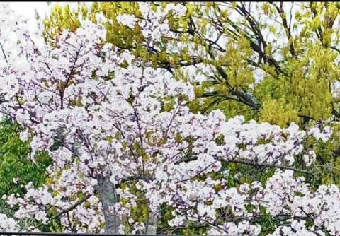 リコと一緒に🌸 リコの投稿画像