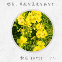 日常に自然の癒しを✨