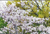 リコと一緒に🌸